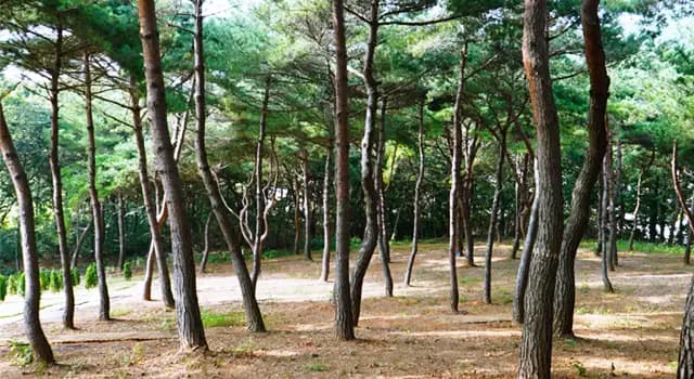 쌍계사 수목장 6
